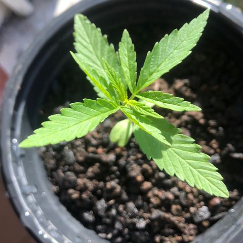 Baby sister growlog photo: Folhinhas crescendo ☀️