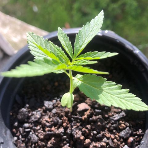 Baby sister growlog photo: Folhinhas crescendo ☀️