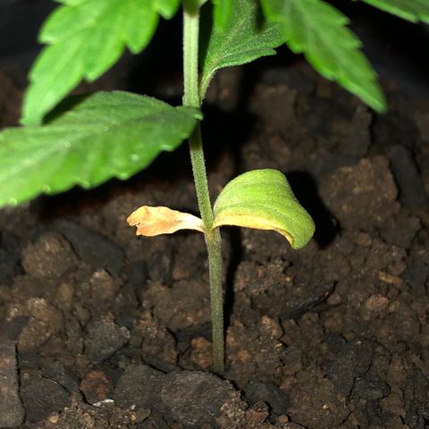 Big sister growlog photo: Essa planta tem um cotilédone amarelo desde broto, hoje percebi que o outro também está amarelando. 