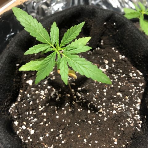Big sister growlog photo: No vasinho novo, espero que agora de certo