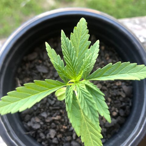 Baby sister growlog photo: Hoje cedo antes de viajar