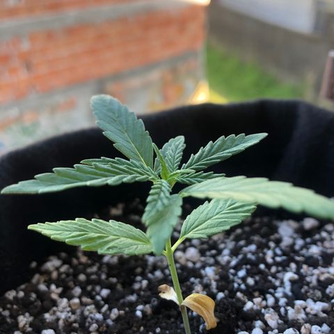 Big sister growlog timeline photo
