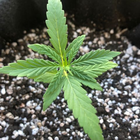 Big sister growlog timeline photo