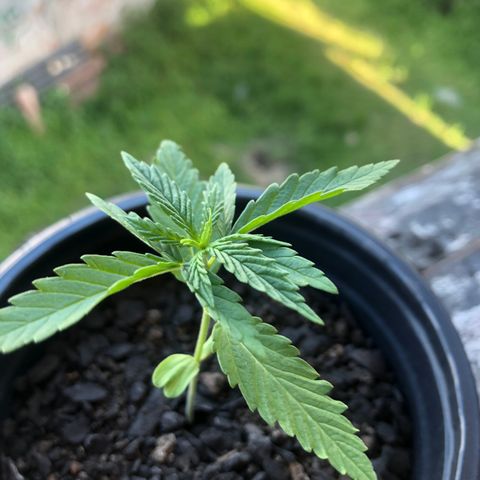 Baby sister growlog photo: Hoje cedo antes de viajar
