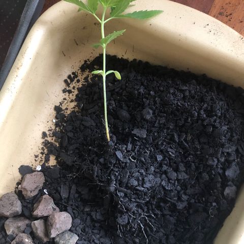Baby sister growlog photo: Fiz a troca de vaso hoje. Raiz sem muito crescimento no antigo substrato. 