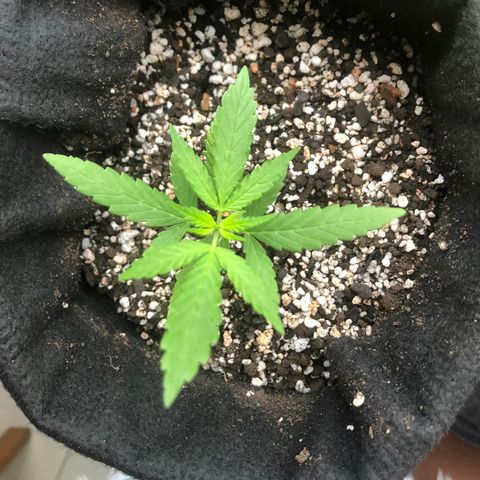 Big sister growlog timeline photo