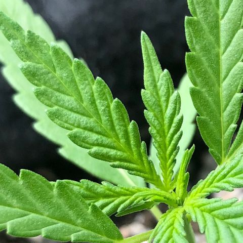 Big sister growlog photo: Ontem a noite estava murchinha mas acordou pra cima. Nesse fim de semana nasceu o primeiro nó com 5 folhas, acho que logo entramos no veg 🥰