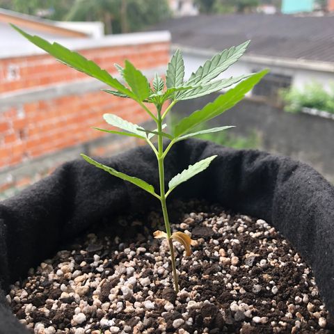 Big sister growlog photo: Ontem a noite estava murchinha mas acordou pra cima. Nesse fim de semana nasceu o primeiro nó com 5 folhas, acho que logo entramos no veg 🥰