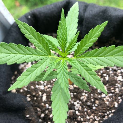 Big sister growlog photo: Ontem a noite estava murchinha mas acordou pra cima. Nesse fim de semana nasceu o primeiro nó com 5 folhas, acho que logo entramos no veg 🥰