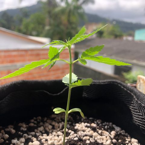 Baby sister growlog photo: Essa ainda está se adaptando ao novo solo, ainda não sei mas eu acredito que o solo está um pouco úmido e por isso ela ta um pouco pra baixo. Apareceram as 5 folhinhas! Logo entramos em veg! Uhu