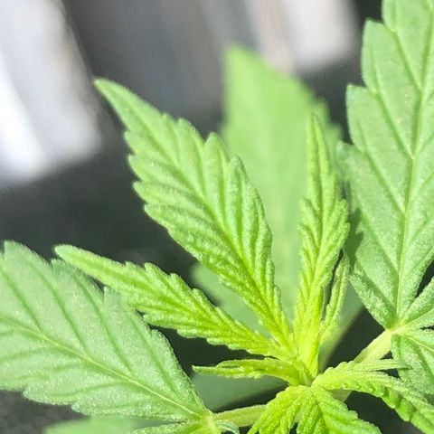 Baby sister growlog photo: Essa ainda está se adaptando ao novo solo, ainda não sei mas eu acredito que o solo está um pouco úmido e por isso ela ta um pouco pra baixo. Apareceram as 5 folhinhas! Logo entramos em veg! Uhu