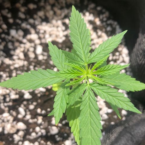 Baby sister growlog photo: Essa ainda está se adaptando ao novo solo, ainda não sei mas eu acredito que o solo está um pouco úmido e por isso ela ta um pouco pra baixo. Apareceram as 5 folhinhas! Logo entramos em veg! Uhu