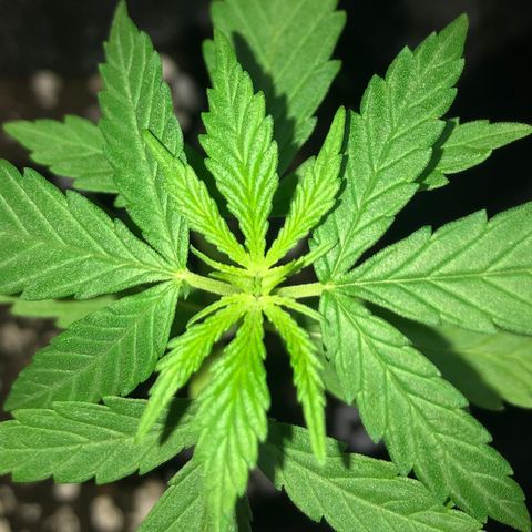 Baby sister growlog photo: Eh oficial! 2 nós com 5 folhas, estamos em veg 🥰