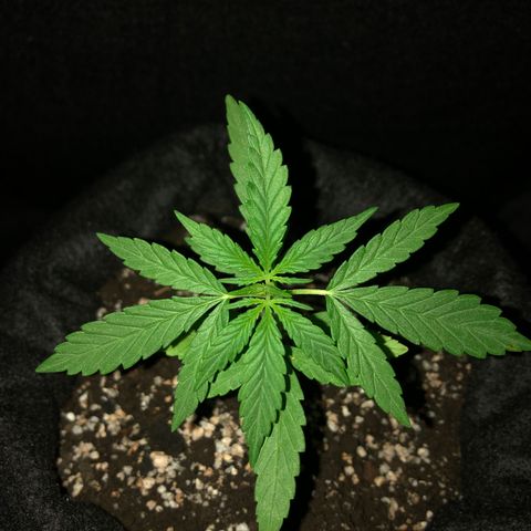 Big sister growlog timeline photo