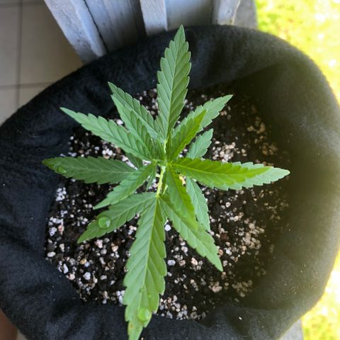 Big sister growlog timeline photo