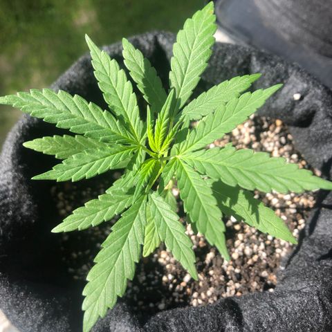 Big sister growlog photo: Hoje depois de 2 dias no indoor :)