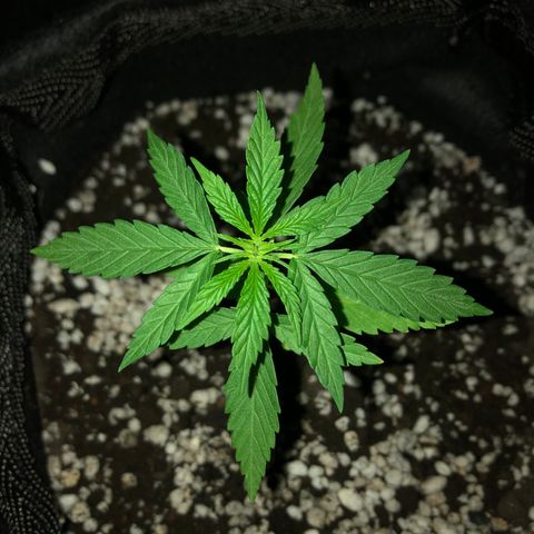 Baby sister growlog timeline photo