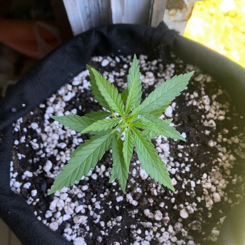 Baby sister growlog timeline photo
