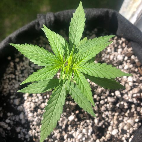 Baby sister growlog photo: Hoje depois de 2 dias indoor :)