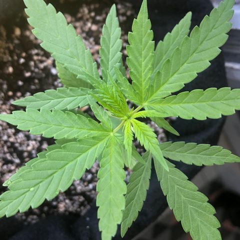 Big sister growlog photo: Segundo par com 5 folhas 🥰