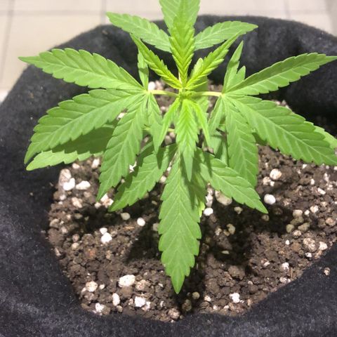 Big sister growlog photo: Na sexta elas baixaram bem, talvez resultado da adição de substrato :(