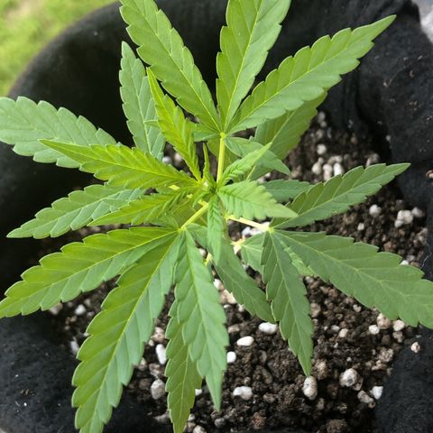 Big sister growlog photo: Depois de uma noite de choro, a alegria voltou ao amanhecer