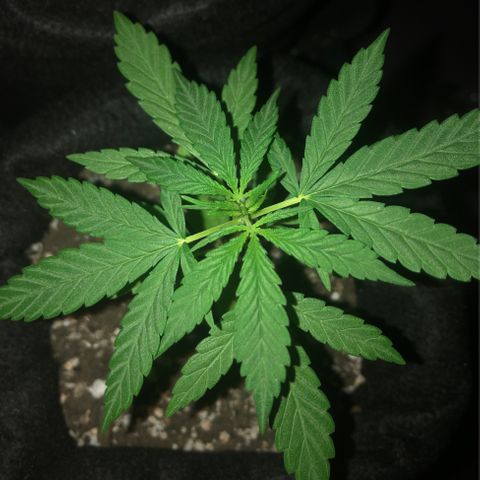 Big sister growlog photo: Boyzona linda, te prepara que vem poda por aí 😈