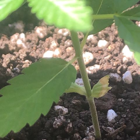 Baby sister growlog photo: Fomos atacadas por algo 😱