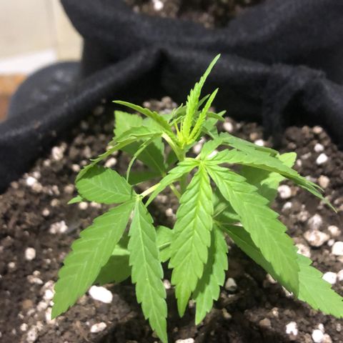 Baby sister growlog photo: Primeira vez que ela ficou tão depre, no outro dia acordou bem 🤩