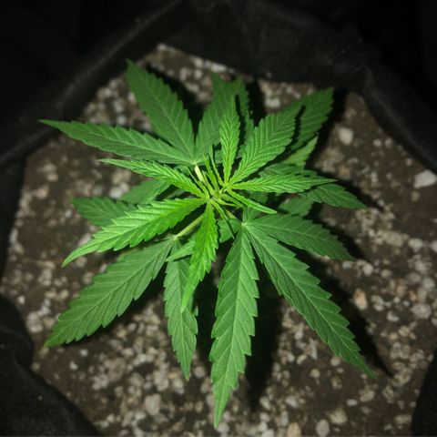 Baby sister growlog photo: Manda foto de agora