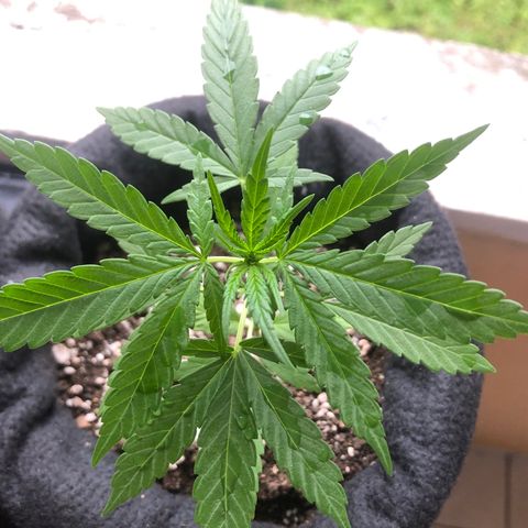 Big sister growlog photo: Hoje depois de um banho de chuva 🥰