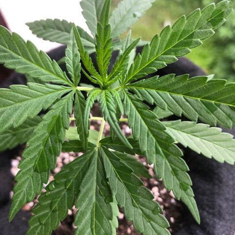 Big sister growlog photo: Hoje depois de um banho de chuva 🥰