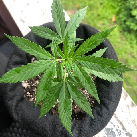 Big sister growlog photo: Hoje depois de um banho de chuva 🥰