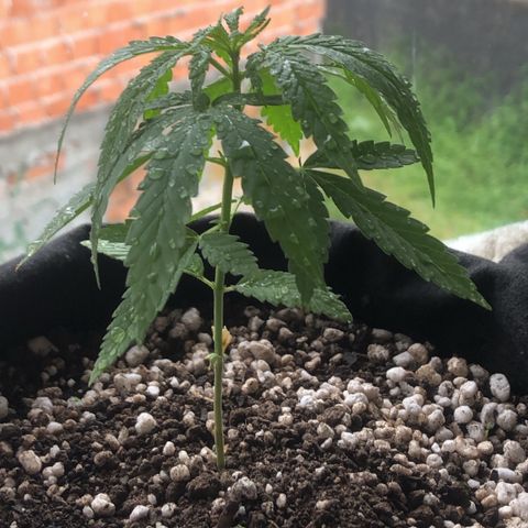 Baby sister growlog photo: Logo depois de um banho de chuva/depois de secar
