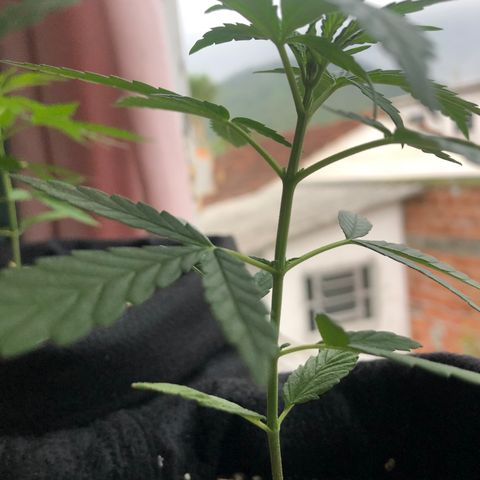 Big sister growlog photo: Aparecendo novas folhas. Preciso trocar de vaso :(