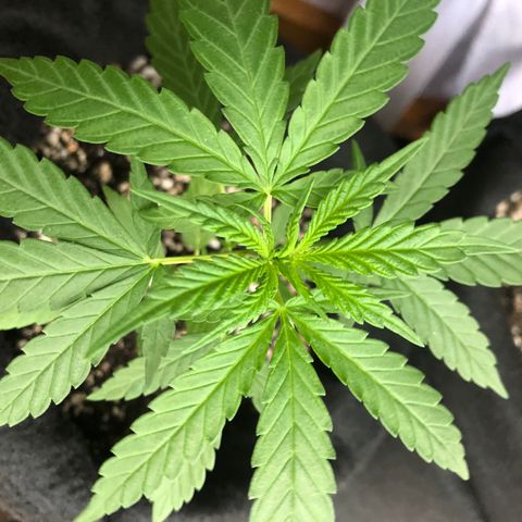 Big sister growlog photo: Aparecendo novas folhas. Preciso trocar de vaso :(