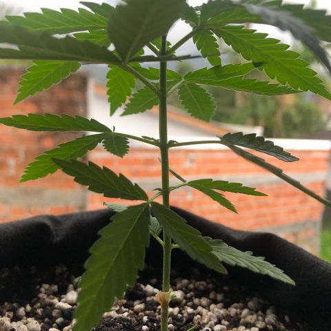Baby sister growlog photo: Folhinhas novas 🥰