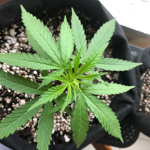 Baby sister growlog photo: Folhinhas novas 🥰