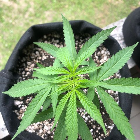 Baby sister growlog timeline photo
