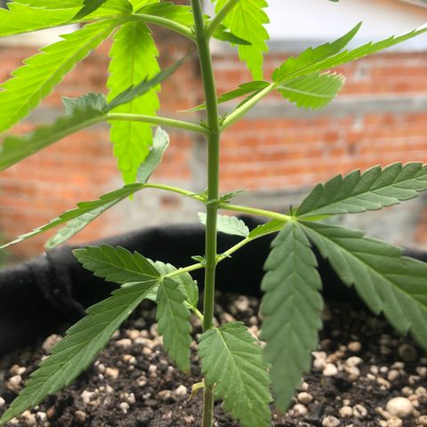 Baby sister growlog timeline photo