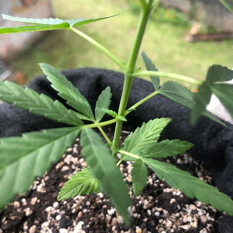 Big sister growlog timeline photo