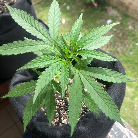 Big sister growlog timeline photo