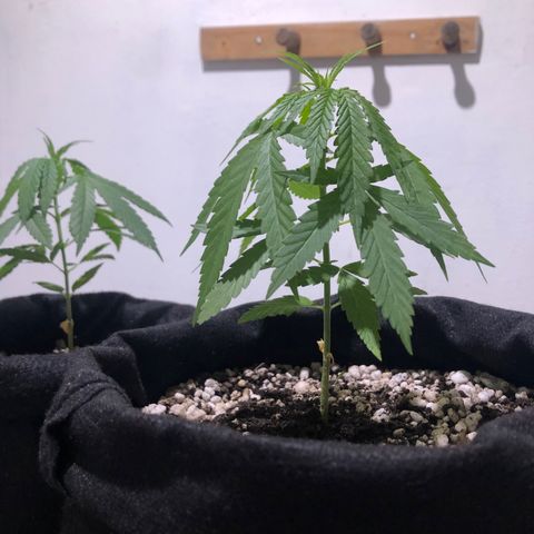 Big sister growlog photo: Muita água hoje, mas bom pra testar a quantidade