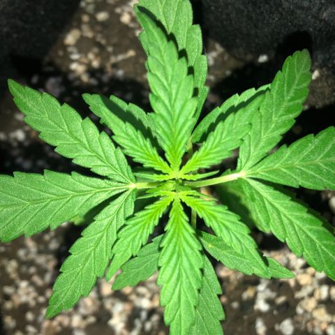 Big sister growlog timeline photo
