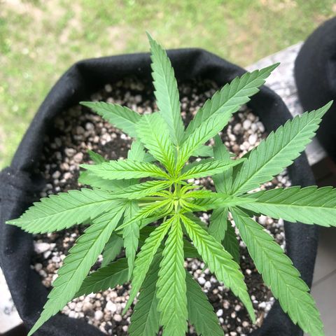Baby sister growlog timeline photo