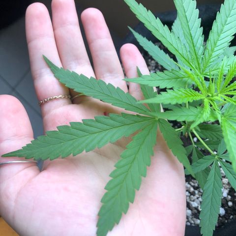 Baby sister growlog timeline photo