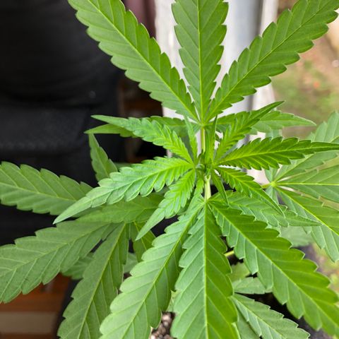 Big sister growlog photo: Depois de um fds de chuva, reparei que mesmo assim elas não travaram