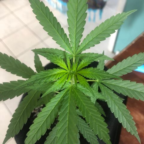 Big sister growlog photo: Depois de um fds de chuva, reparei que mesmo assim elas não travaram