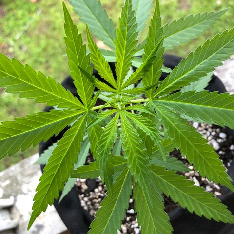 Baby sister growlog photo: 7 folhinhas 🥰 
Nem sofreram com o tempo umido e chuva
