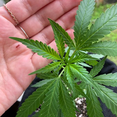 Baby sister growlog photo: 7 folhinhas 🥰 
Nem sofreram com o tempo umido e chuva